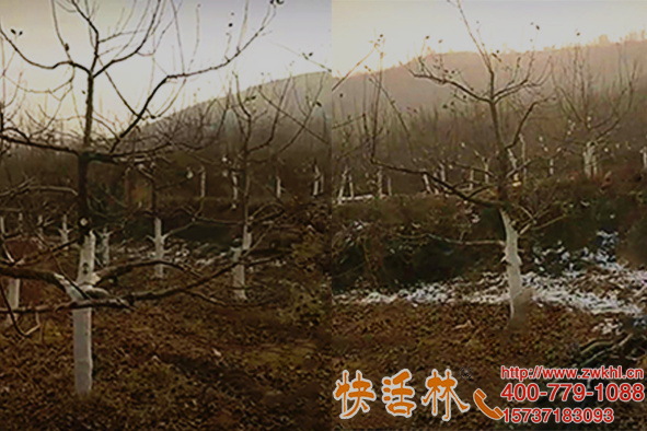 樹木涂白的作用大山東煙臺(tái)劉經(jīng)理蘋果樹用快活林防腐爛