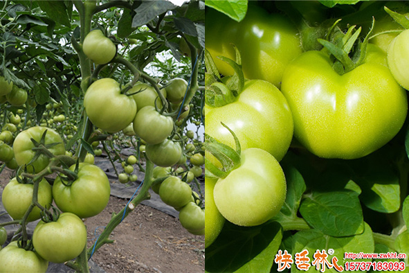 快活林菌地帶番茄長(zhǎng)勢(shì)