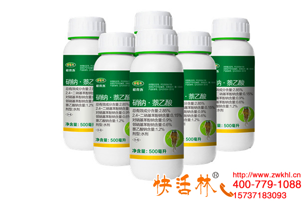 快活林快速生根劑養(yǎng)護(hù)廣西南寧李經(jīng)理前胡產(chǎn)量一畝頂兩畝