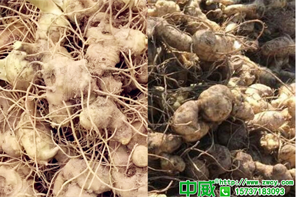 黃精種植技術應該怎么管理？種植黃精用什么肥好？