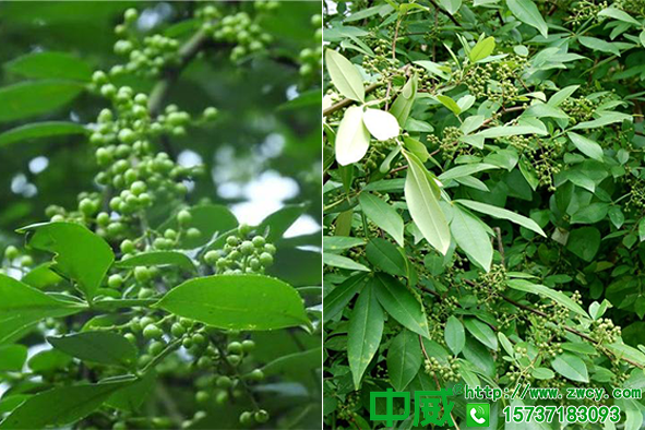 怎么種出高質(zhì)量的花椒樹？花椒樹施什么肥好？