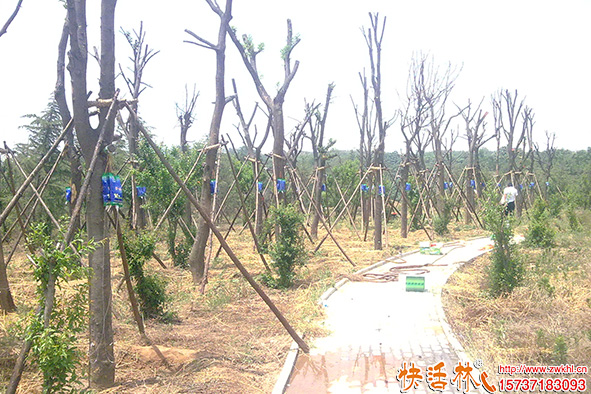 快活林養(yǎng)護(hù)恢復(fù)