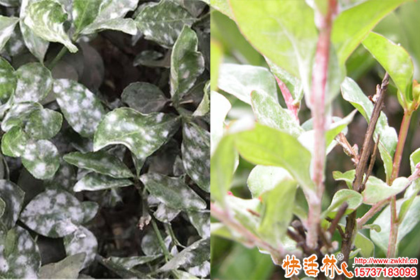 大葉黃楊白粉病危害大難治療，白粉病如何防治效果好？