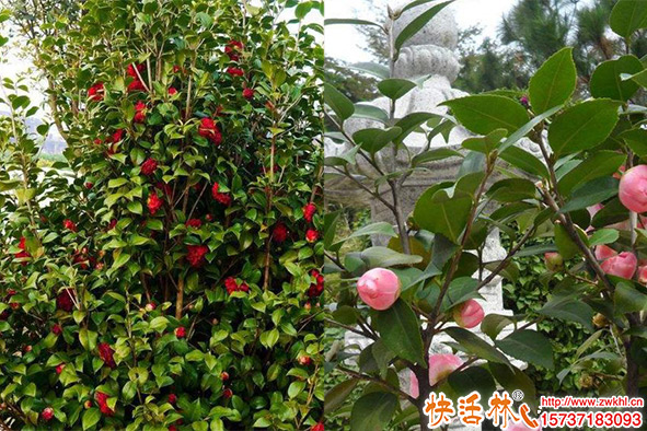 夏天怎么栽山茶樹存活高？種植山茶樹應該怎么養(yǎng)護？