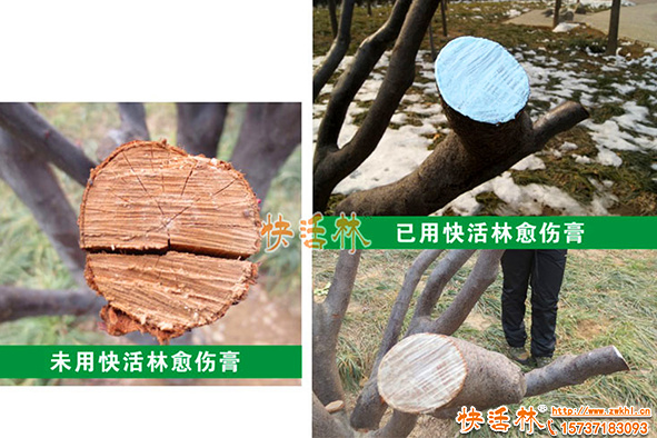 樹木怎么修剪傷口容易恢復(fù)？修剪傷口怎么處理好得快？