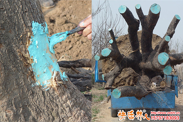 樹木愈合劑哪個(gè)好？快活林樹木愈合劑價(jià)格多少？