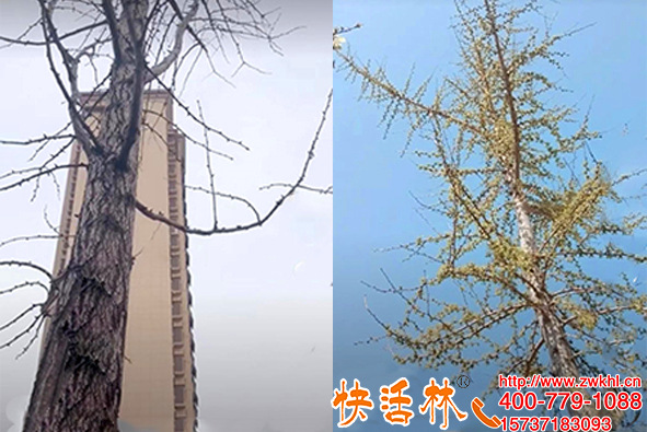 河北邯鄲王經(jīng)理用快活林銀杏樹營養(yǎng)液一年沒發(fā)芽竟然也發(fā)芽了