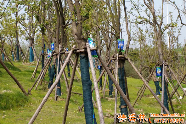 移栽大樹要掛樹木輸液袋，樹木吊針液哪個好？