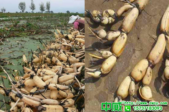 蓮藕種植技術(shù)，蓮藕施肥技巧用什么肥料比較好