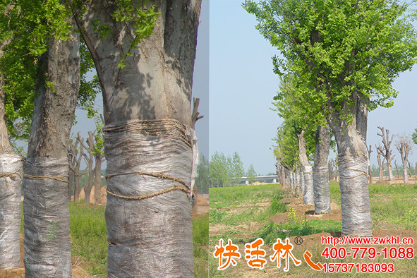 快活林古樹復(fù)壯營(yíng)養(yǎng)液值得信賴王經(jīng)理大古樹終于開始轉(zhuǎn)綠了