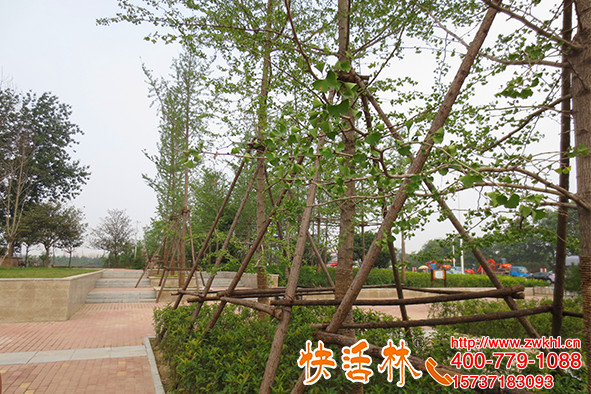 還在擔(dān)心銀杏樹難栽？江蘇蘇州高經(jīng)理全靠銀杏樹營(yíng)養(yǎng)液養(yǎng)護(hù)