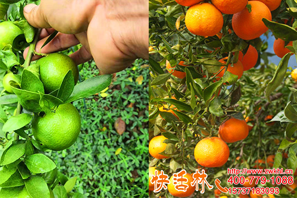 快活林果樹防凍液抗低溫增口感，湖南懷化周經(jīng)理200畝柑橘都要用