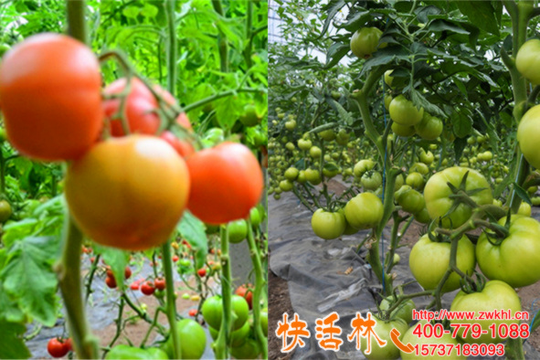 云南玉溪趙經(jīng)理作物防凍劑給西紅柿防凍，冬季長勢照樣健壯