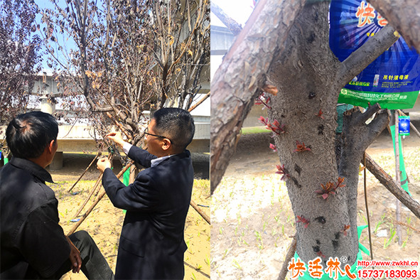 栽樹(shù)怎么種恢復(fù)快？樹(shù)苗不發(fā)芽怎么辦？