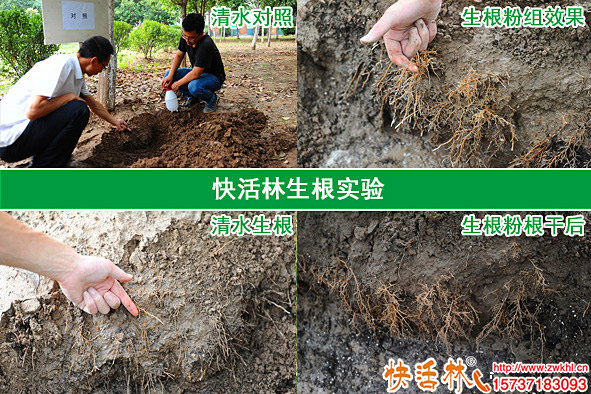 綠化栽樹養(yǎng)護(hù)為什么要用生根劑，快活林生根粉廠家好在哪里？