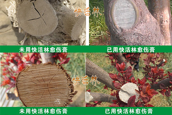 果樹(shù)修剪為什么要涂抹愈合劑果？樹(shù)傷口愈合劑廠家哪個(gè)好？