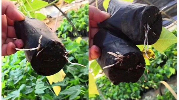 用什么方法生根快，植物生根劑哪個牌子好