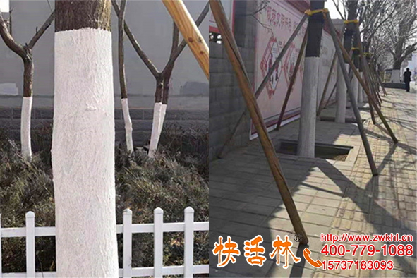 樹木涂白涂料給我發(fā)10噸，陜西大同劉經(jīng)理工程為啥這么信賴快活林