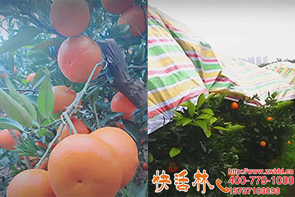 湖南邵陽陳經(jīng)理萬畝臍橙用快活林果樹防凍劑，扛過冬季口味還甜