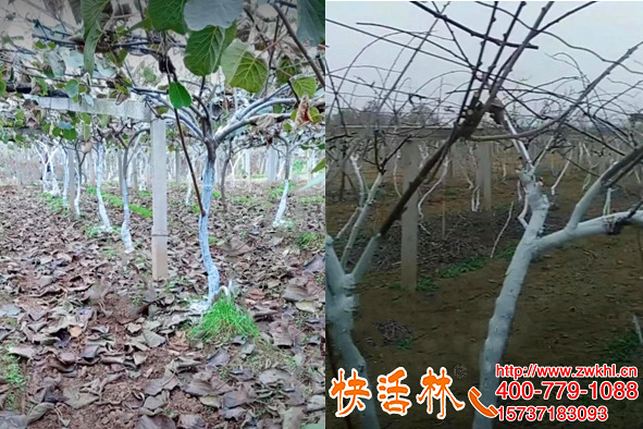 遼寧鐵嶺牛經(jīng)理果園去年刷快活林樹枝涂白劑今年直接要10桶