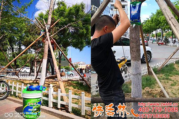 f誰說銀杏樹難養(yǎng)護(hù)，是沒見過快活林大樹吊針液掛銀杏樹效果