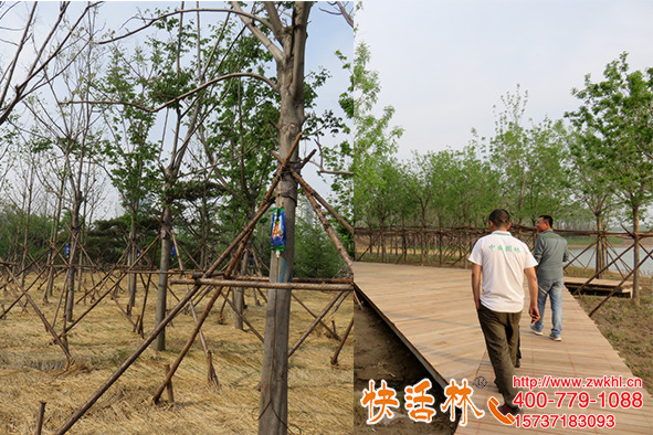 快活林生根粉廠家我放心，濱州程經(jīng)理這么信任快活林