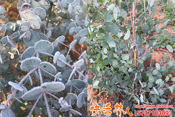 鮮花能不能抗寒，快活林植物防凍液對花草樹木防凍作用怎么樣