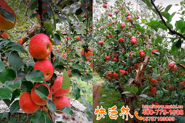 果樹(shù)移栽點(diǎn)滴營(yíng)養(yǎng)液哪里有買(mǎi)，蘋(píng)果樹(shù)能不能掛大樹(shù)營(yíng)養(yǎng)液