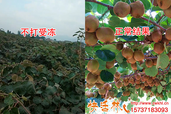 快活林植物防凍液在獼猴桃樹上效果怎么樣郭經(jīng)理說沒凍傷滿架果