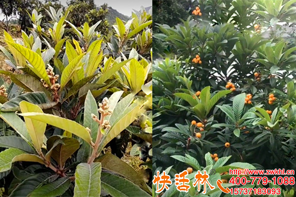 果樹防凍液價格多少，枇杷樹防寒?；üJ(rèn)準(zhǔn)快活林品牌