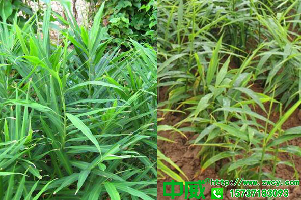 生姜為什么容易減產(chǎn)，生姜怎么種用什么肥品質(zhì)好