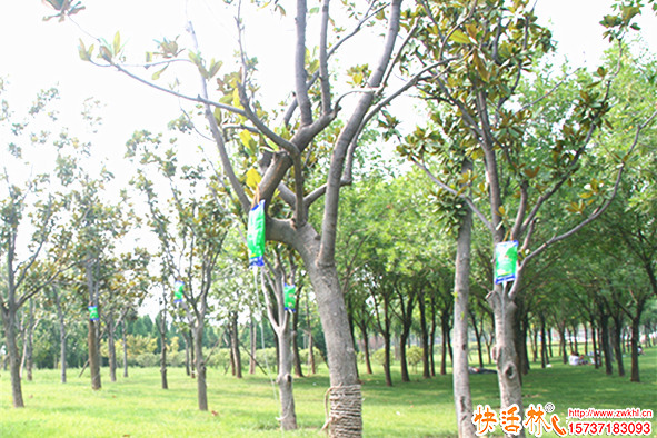 白玉蘭移栽技巧，如何栽出高質(zhì)量的白玉蘭？