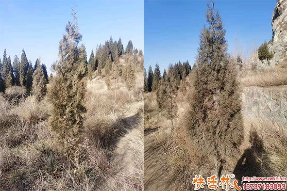 快活林柏樹枯黃治療