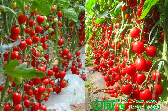 圣女果種植管理技術(shù)，高產(chǎn)圣女果都是怎么養(yǎng)護(hù)的