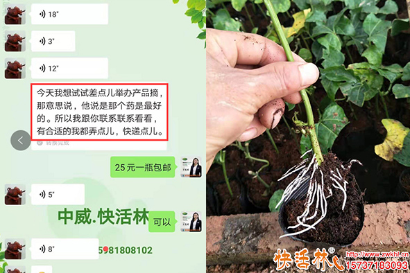 快活林跟茂金銀花扦插