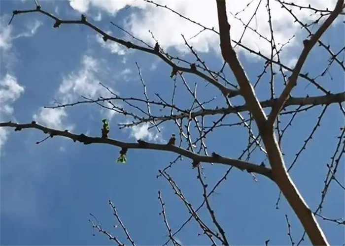 河北廊坊千畝銀杏悶芽養(yǎng)護方案