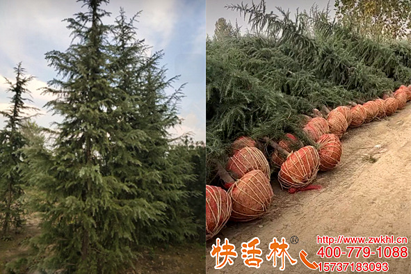 新移栽的植物澆生根粉成活才能高，用快活林養(yǎng)雪松全部成活