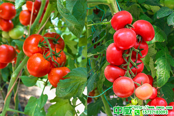 番茄種植怎么用肥？種植番茄用什么肥料產(chǎn)量高？