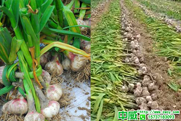 生物菌肥哪家好？農(nóng)業(yè)種植為什么越來越多用菌肥？