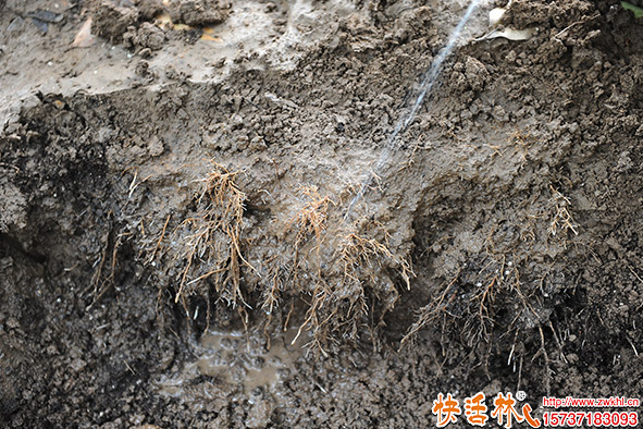 快活林生根劑生根效果
