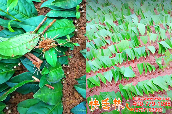 快活林快速生根粉有多塊，浙江麗水賀經(jīng)理沒(méi)見(jiàn)過(guò)茶樹(shù)長(zhǎng)這么快