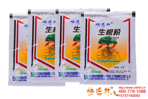 快活林快速生根粉有多塊，浙江麗水賀經(jīng)理沒(méi)見(jiàn)過(guò)茶樹(shù)長(zhǎng)這么快