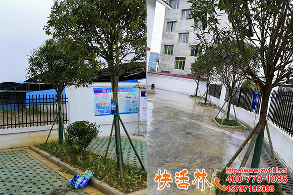 廈門樹吊營養(yǎng)液哪里有賣，使用選快活林技術指導好成活