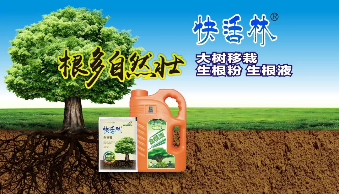 中威,中威春雨,果樹移栽,果樹養(yǎng)護,快活林生根粉