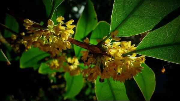 中威,中威春雨,桂花養(yǎng)護,桂花為什么不開花，快活林園林養(yǎng)護