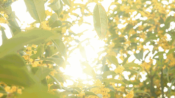 中威,中威春雨,桂花養(yǎng)護,桂花為什么不開花，快活林園林養(yǎng)護
