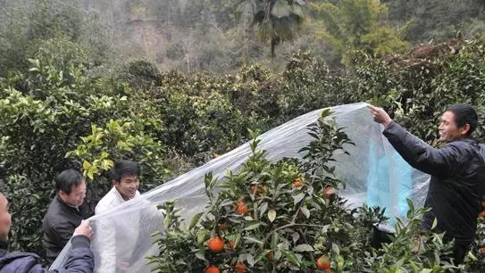 中威,中威春雨,秋季移栽,樹木移栽,快活林防凍劑