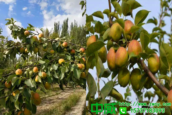 水肥一體化滴灌為什么要用不老秀水溶肥，全水溶更安全是基本要求