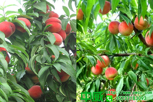 桃樹肥料哪家好？桃樹怎么用肥料座果率更高