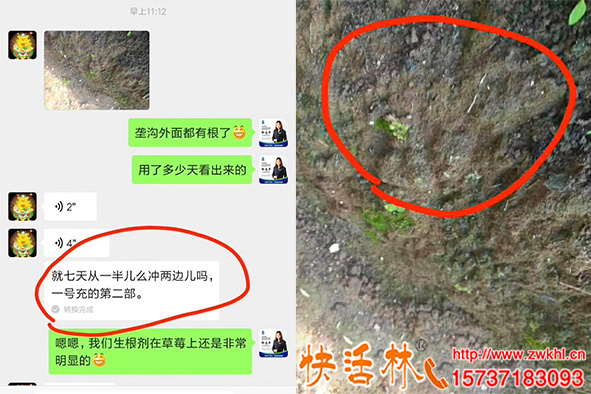 草莓根都長(zhǎng)到溝外了，快活林強(qiáng)力生根劑效果這么明顯